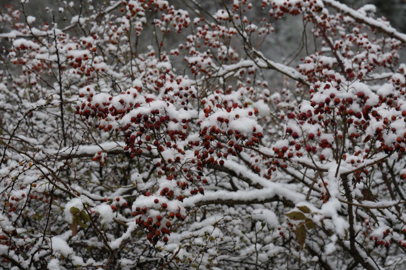 雪景 (7)