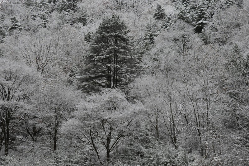 雪景 (12)