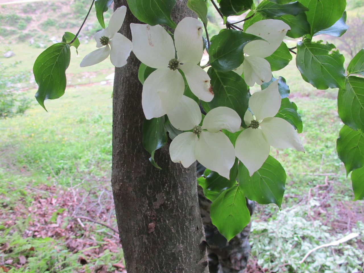 021.甘隴榆樹(shù)-四照花