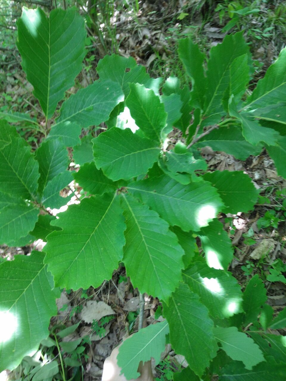 024甘隴榆樹(shù)-.銳齒槲櫟