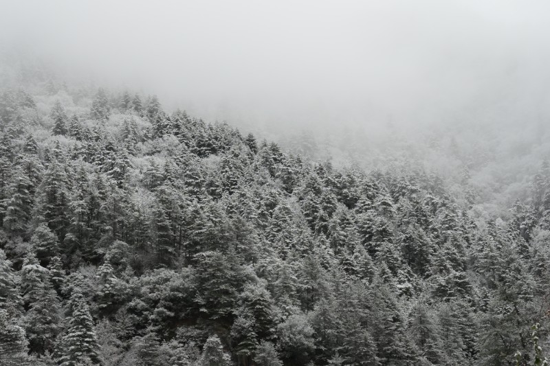 雪景 (16)