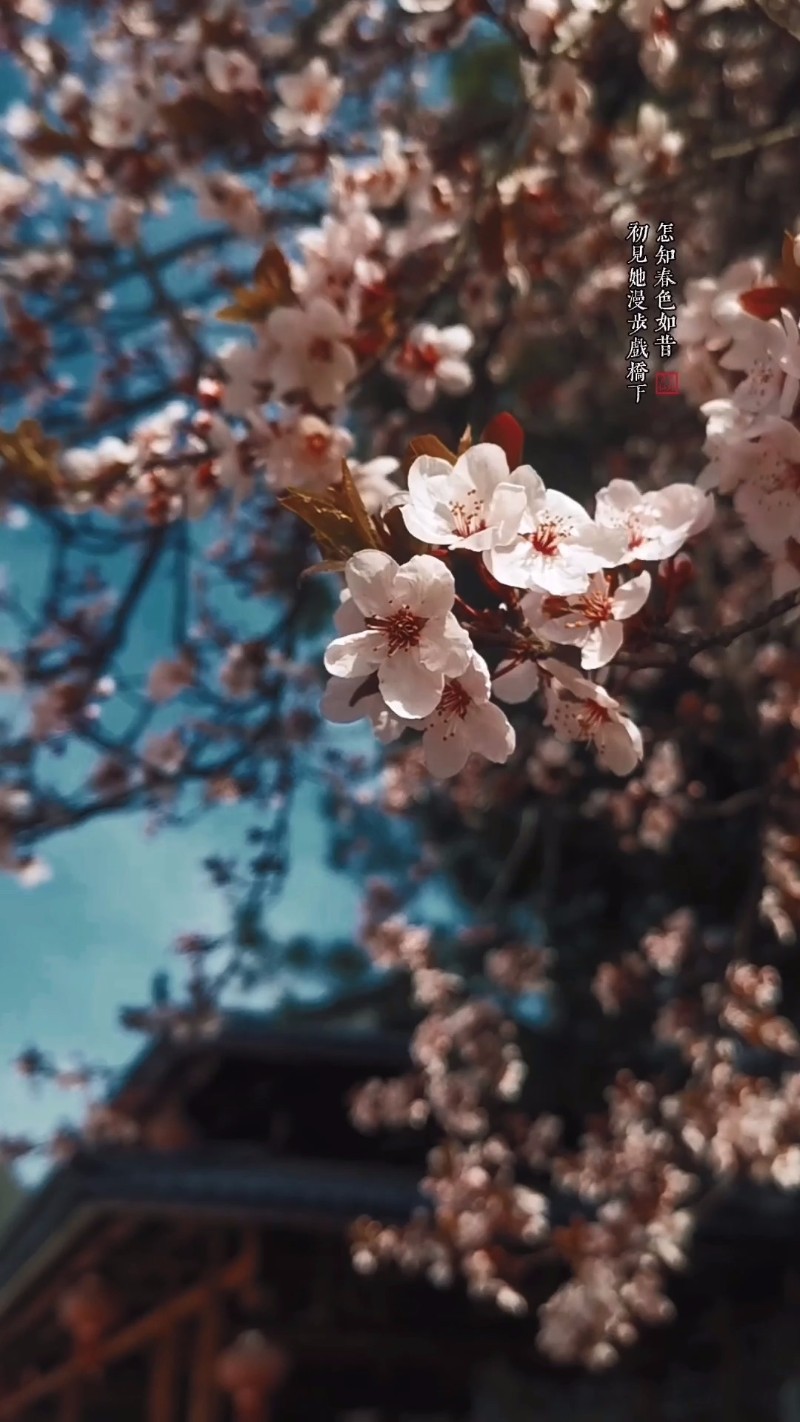 視頻預(yù)覽圖