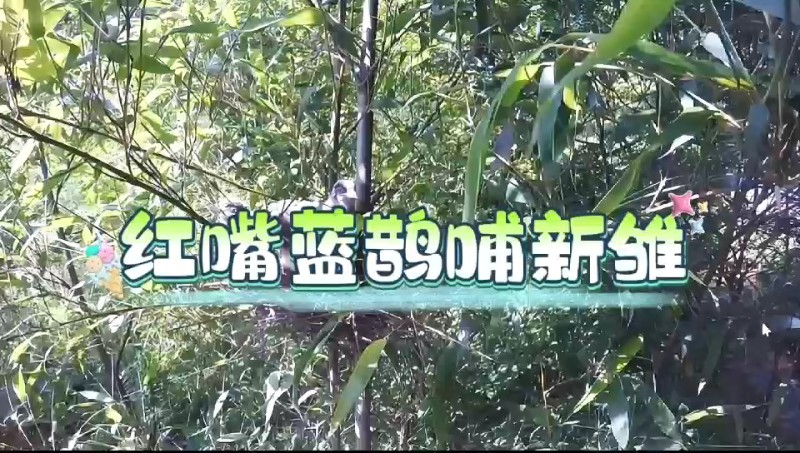 視頻預(yù)覽圖