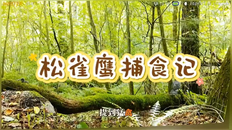 視頻預(yù)覽圖