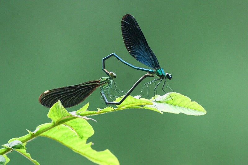 透頂單脈色蟌雌雄交配中Matrona basilaris