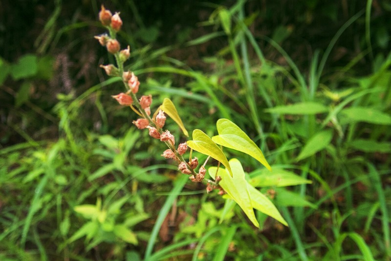 肺筋草和日本薯蕷