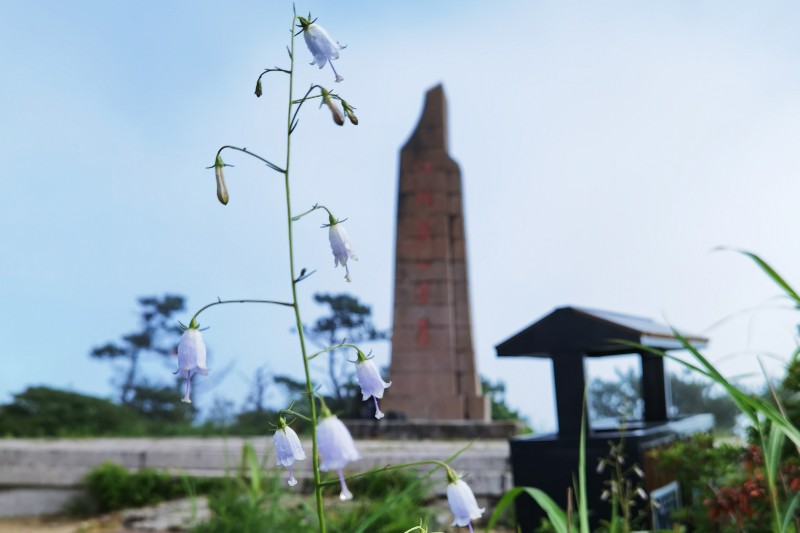 輪葉沙參Adenophora tetraphylla