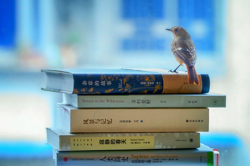 尋歸荒野