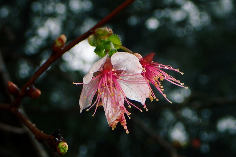 尾叶樱桃Prunus dielsiana