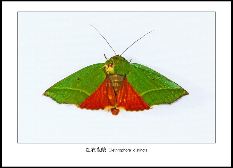 红衣夜蛾 Clethrophora distincta
