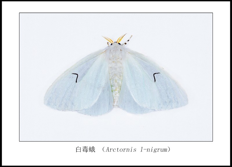 白毒蛾 Arctornis l-nigrum