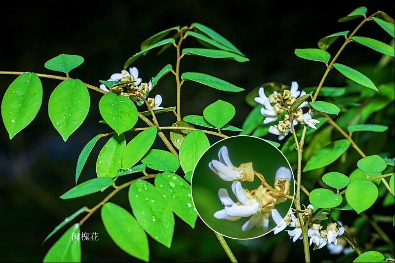 闽槐Sophora franchetiana Dunn