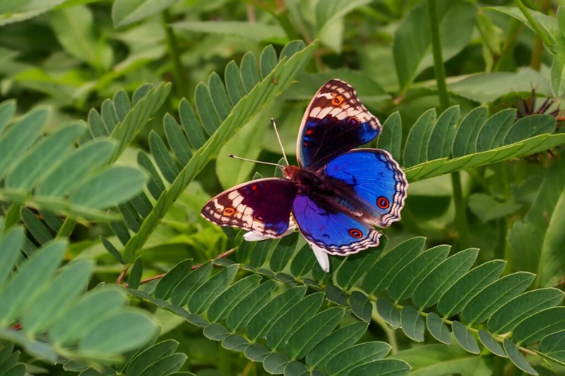 翠蓝眼蛱蝶 Junonia orithya