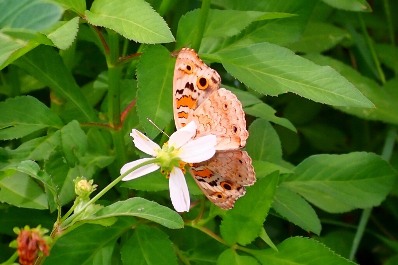 翠蓝眼蛱蝶 Junonia orithya二