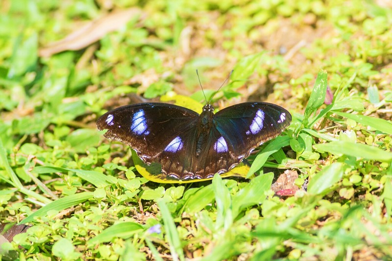 幻紫斑蛱蝶 Hypolimnas bolina三