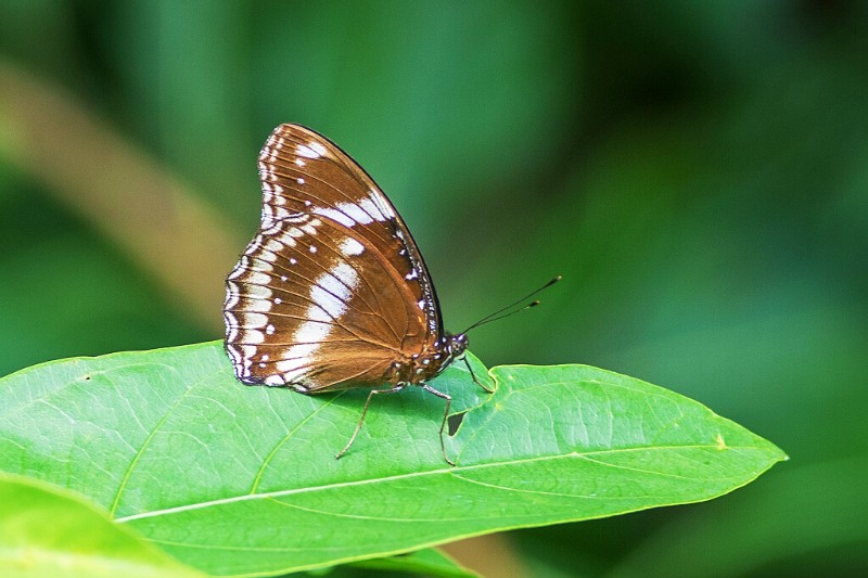 幻紫斑蛱蝶 Hypolimnas bolina