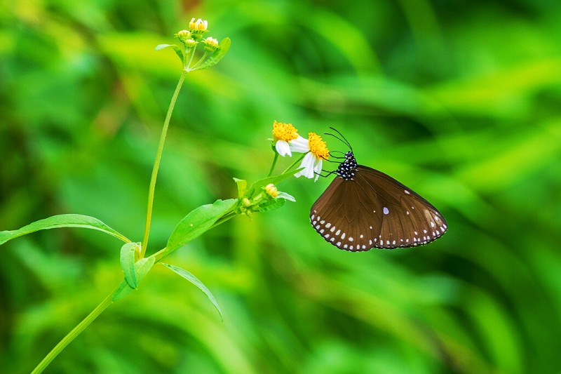 默紫斑蝶 Euploea klugii