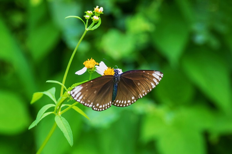 默紫斑蝶 Euploea klugii二