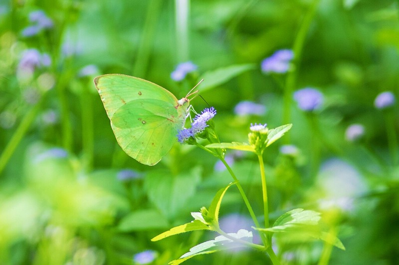 迁粉蝶 Catopsilia pomona