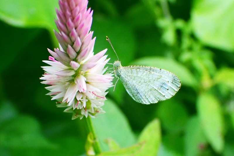 纤粉蝶 Leptosia nina