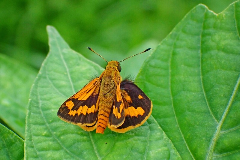 孔子黄室弄蝶 Potanthus confucius