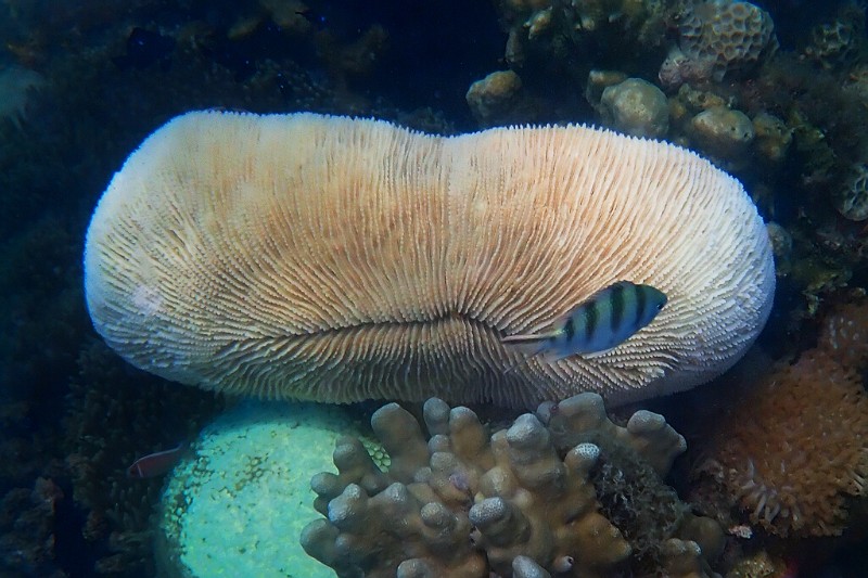 棘状梳蕈珊瑚（Ctenactis echinata）