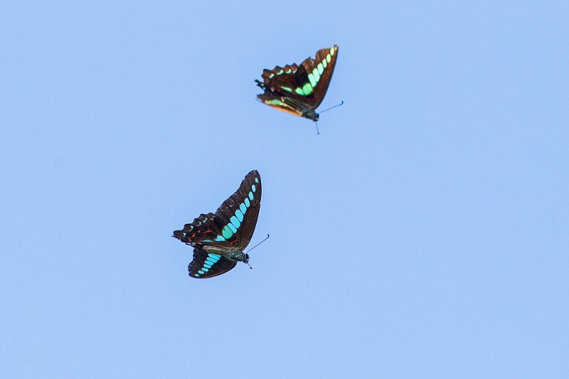 青鳳蝶Graphium sarpedon