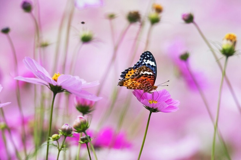 斐豹蛺蝶 Argynnis hyperbius二