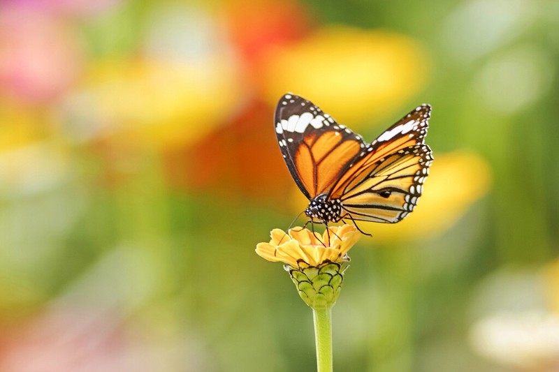 虎斑蝶 Danaus genutia