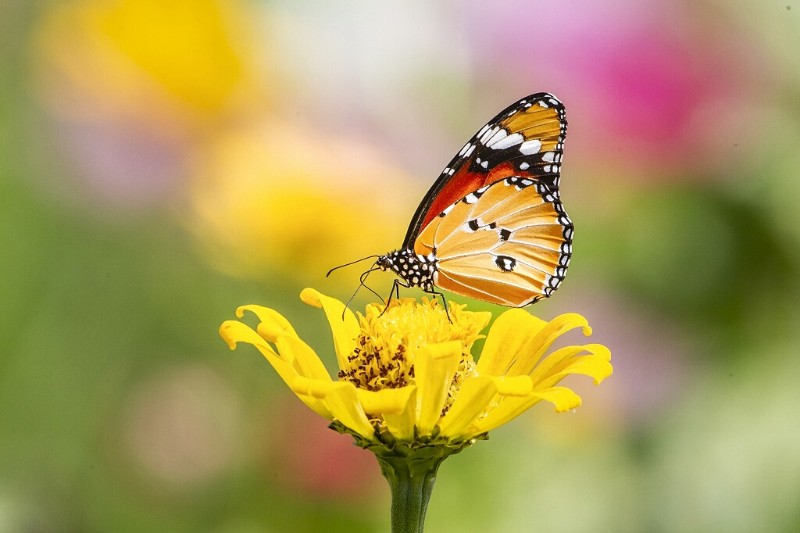 金斑蝶 Danaus chrysippus