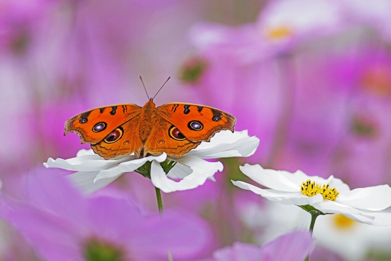 美眼蛱蝶 Junonia almana