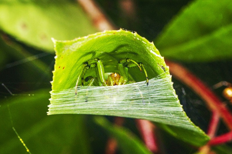 五纹园蛛Araneus pentagrammicus二