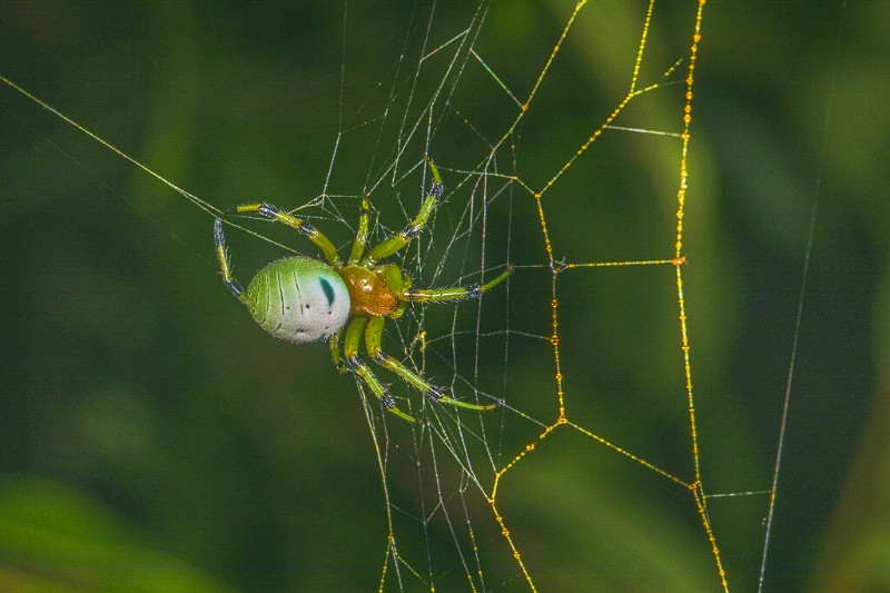 五纹园蛛Araneus pentagrammicus