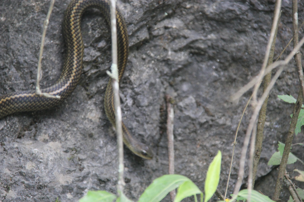 后河保护区、黑脊蛇（2） - 中国自然保护区生物标本资源共享平台
