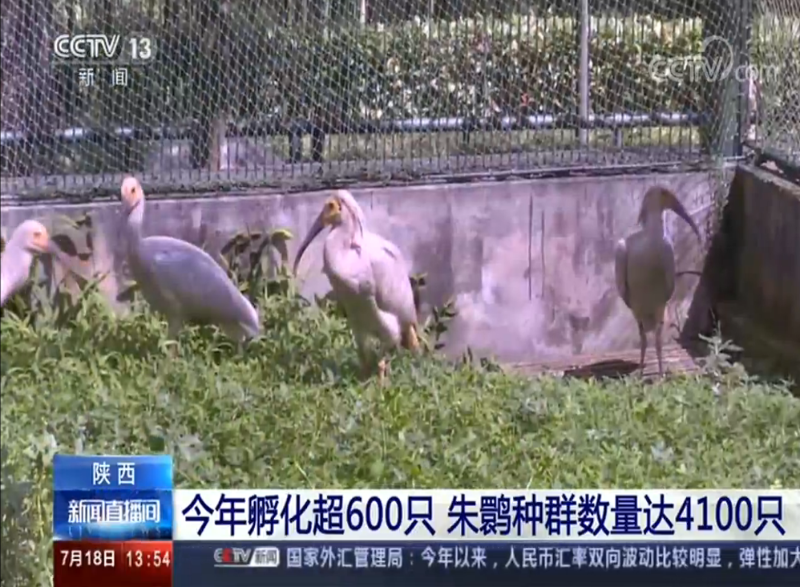 中央电视台13[新闻直播间]陕西今年孵化超600只， 朱鹮种群数量达4100只