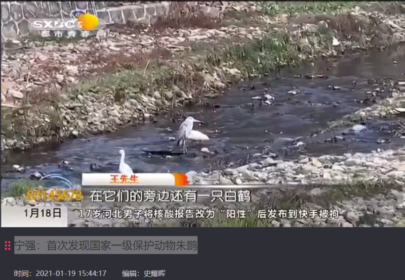 陕西电视台宁强：首次发现国家一级保护动物朱鹮