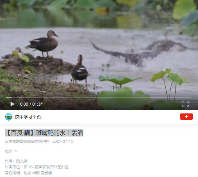 汉中学习平台【百灵�靓】斑嘴鸭的水上表演