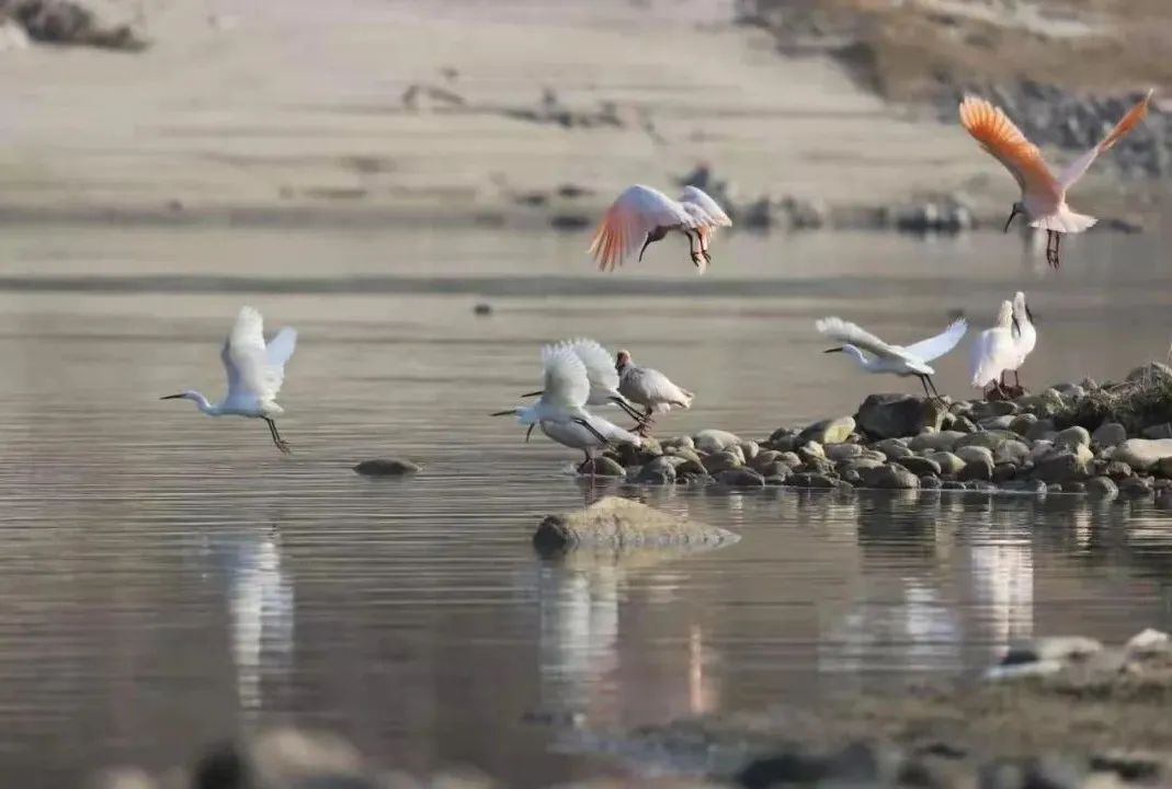 朱鹮保护区开展冬季汉江水鸟调查