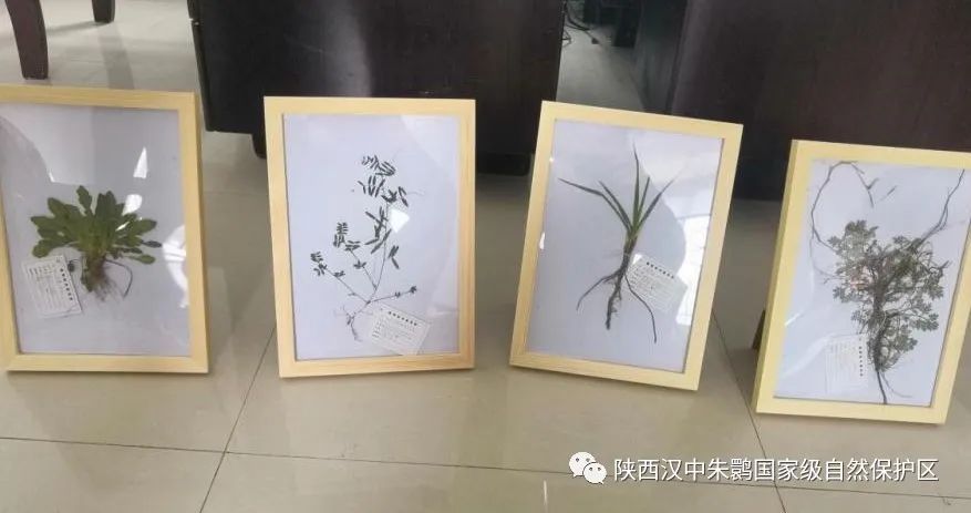 采集植物标本留下春天记忆