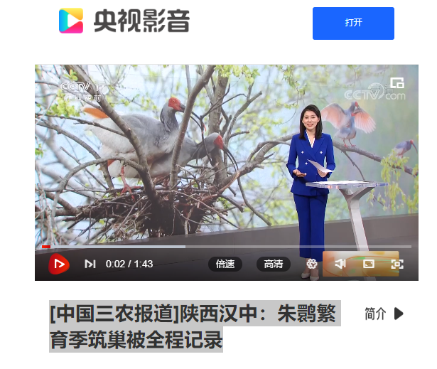 4.10[中国三农报道]陕西汉中：朱鹮繁育季筑巢被全程记录