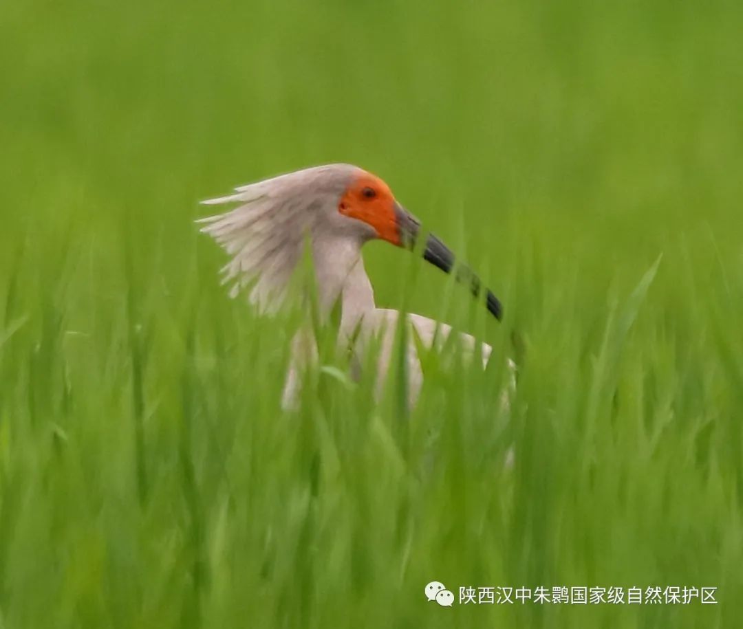 科普朱鹮幼鸟离巢后的活动变化