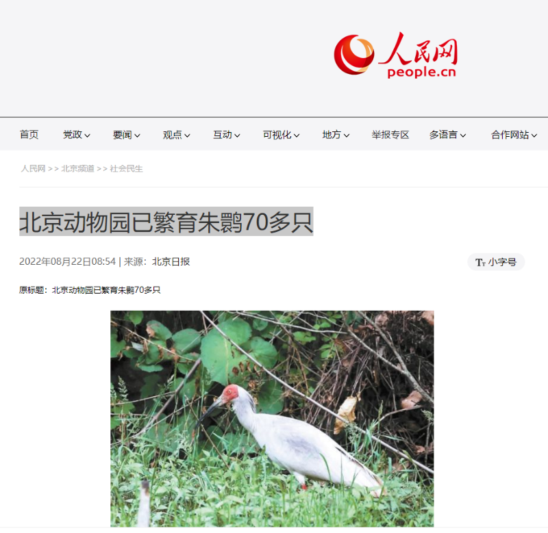8.22人民网北京动物园已繁育朱鹮70多只