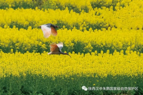 2024最美油菜花海汉中旅游文化节邀您游花海观国宝朱鹮-陕西汉中朱鹮国家级自然保护区-关注森林网