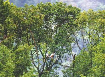   繁育中心野化訓練基地。