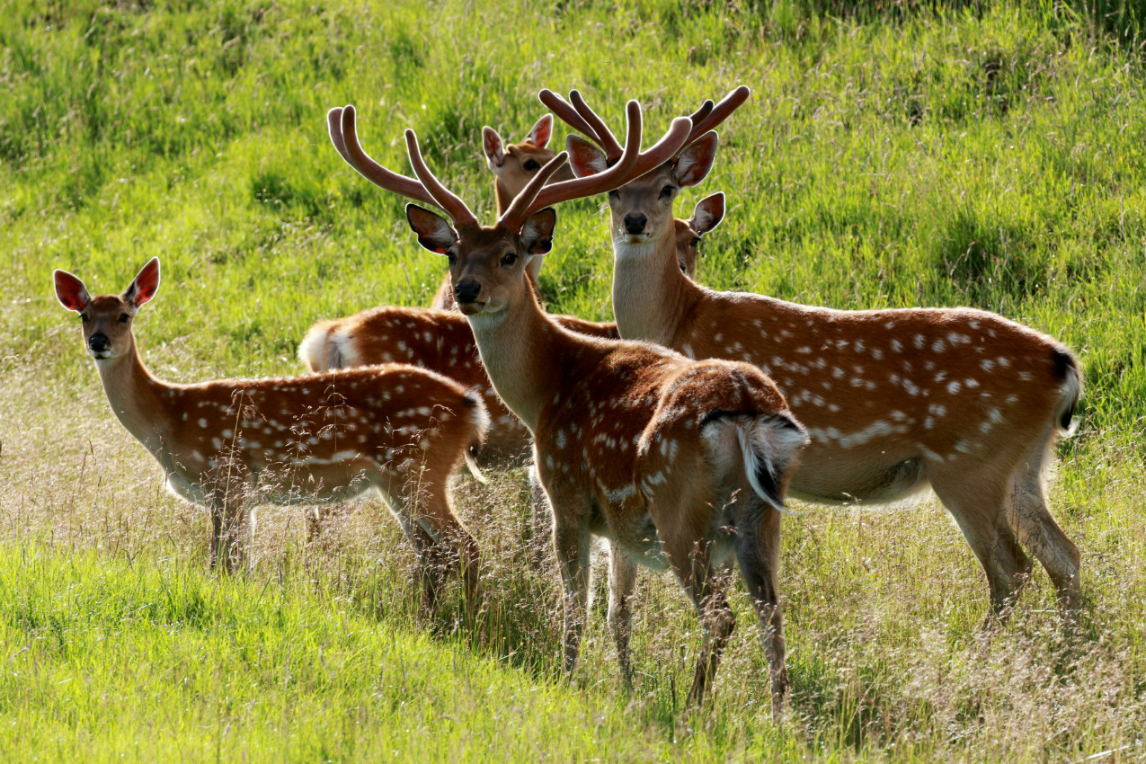 一群梅花鹿在草地上觅食动物素材设计