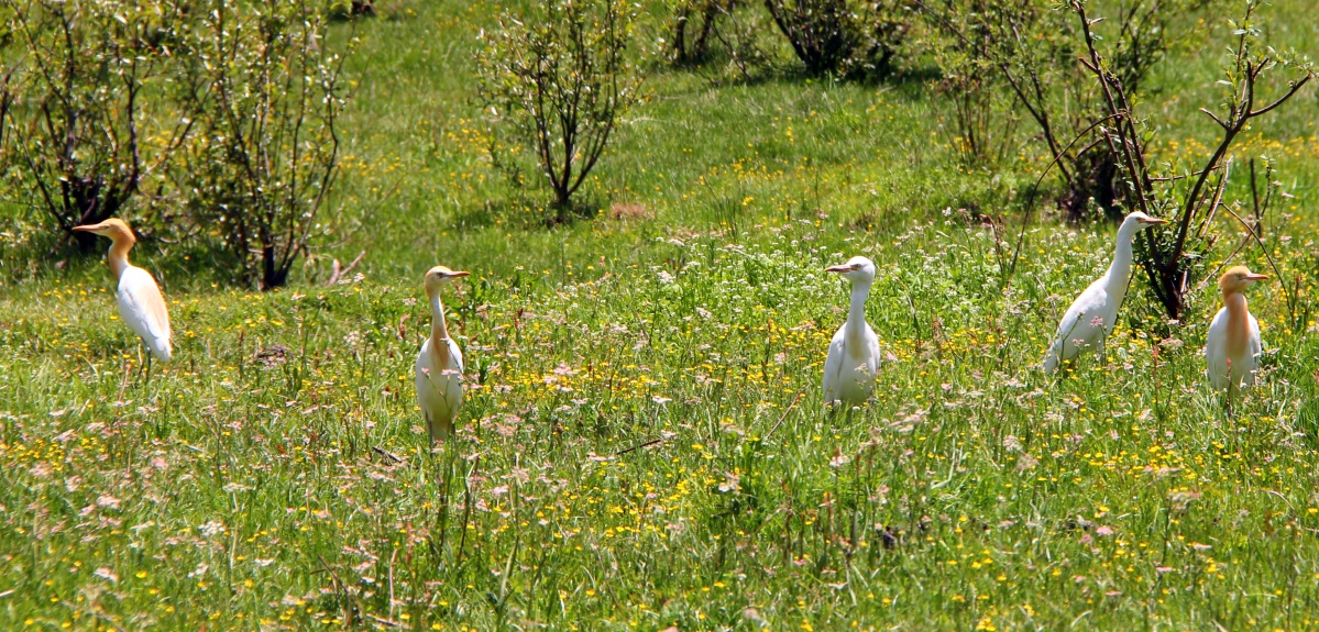 IMG_1493_conew1