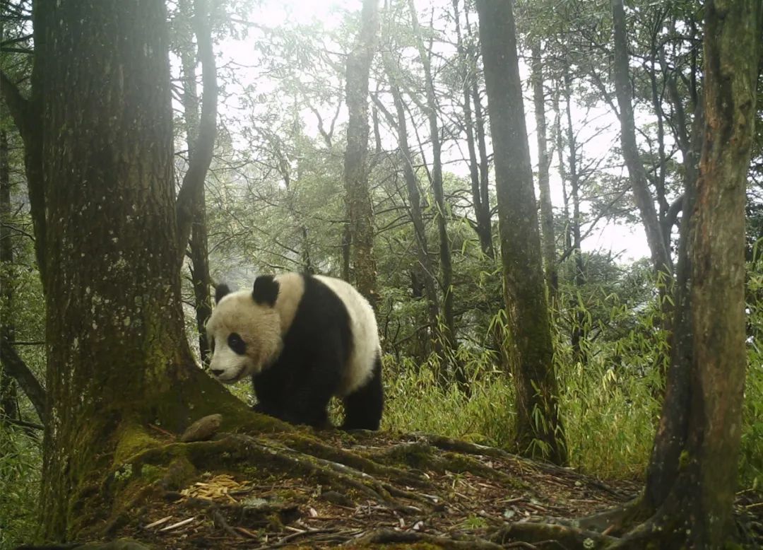 大熊猫国家公园唐家河片区2020年上半年累计捕捉大熊猫影像高达18次 - 自然游憩