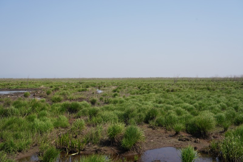 03-大泥鳅泡瘤囊薹草湿地12