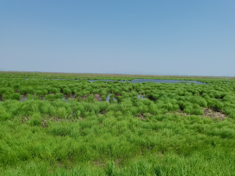 009-瘤囊薹草濕地_202105211531564
