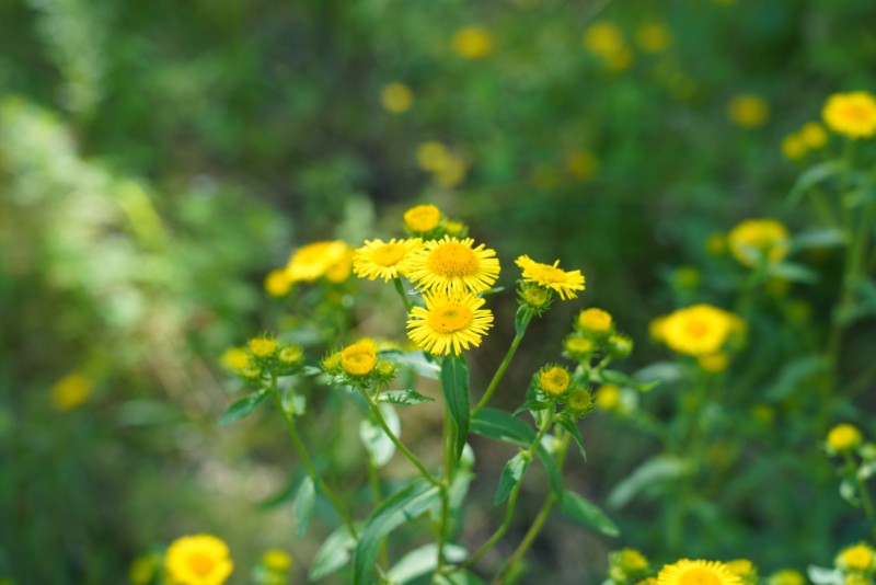 001-3-旋復花001-頭狀花序-DSC02409